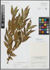 Foto von Salix alba L. x Salix fragilis L.